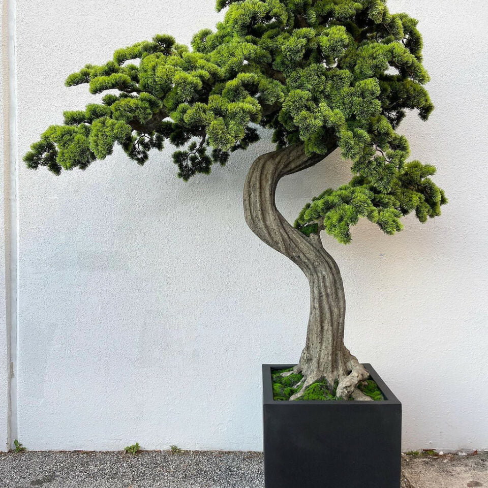 Großer Bonsai im Block-M-Pflanztopf