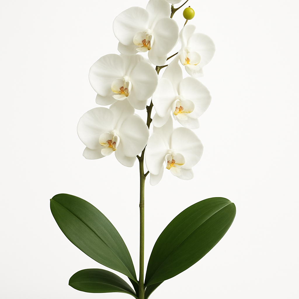 Kunstpflanzen-Set – 10 Stück | Orchideen