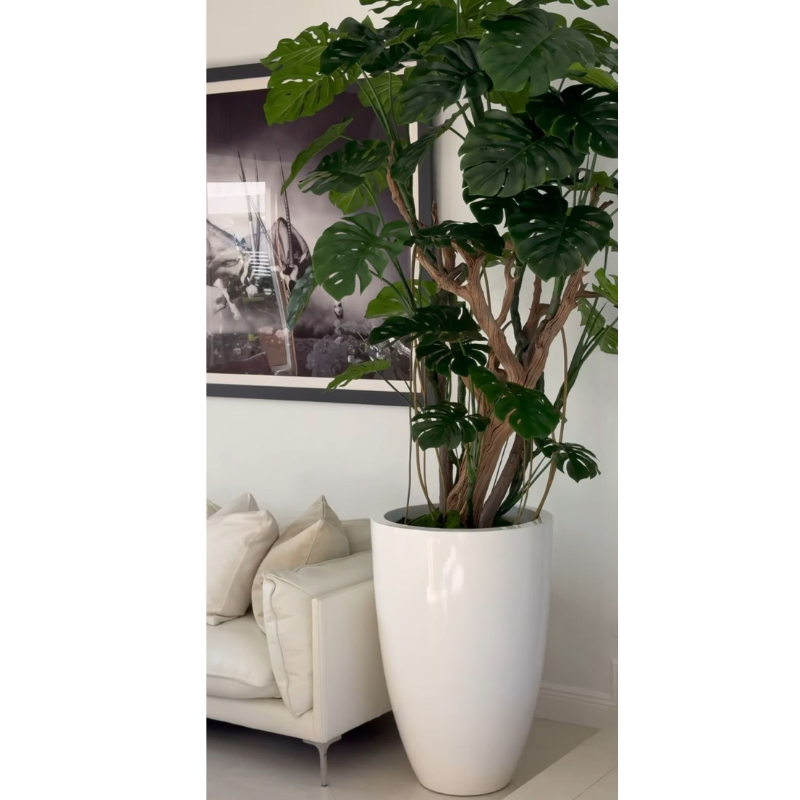 Monstera-Pflanze im hochglänzenden weißen Pflanzgefäß