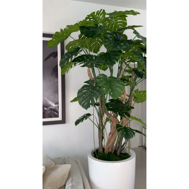 Monstera-Pflanze im hochglänzenden weißen Pflanzgefäß