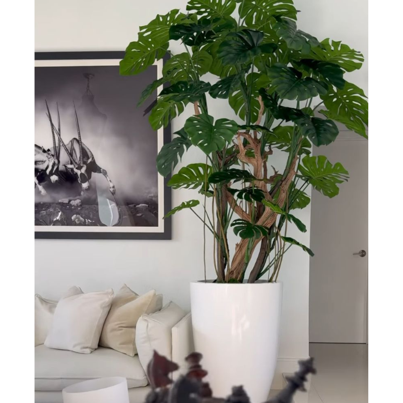 Monstera-Pflanze im hochglänzenden weißen Pflanzgefäß