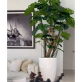 Monstera-Pflanze im hochglänzenden weißen Pflanzgefäß