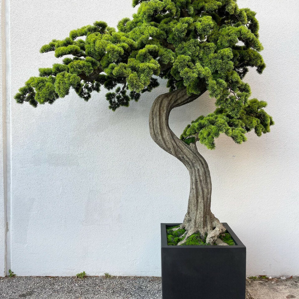 Großer Bonsai im Block-M-Pflanztopf
