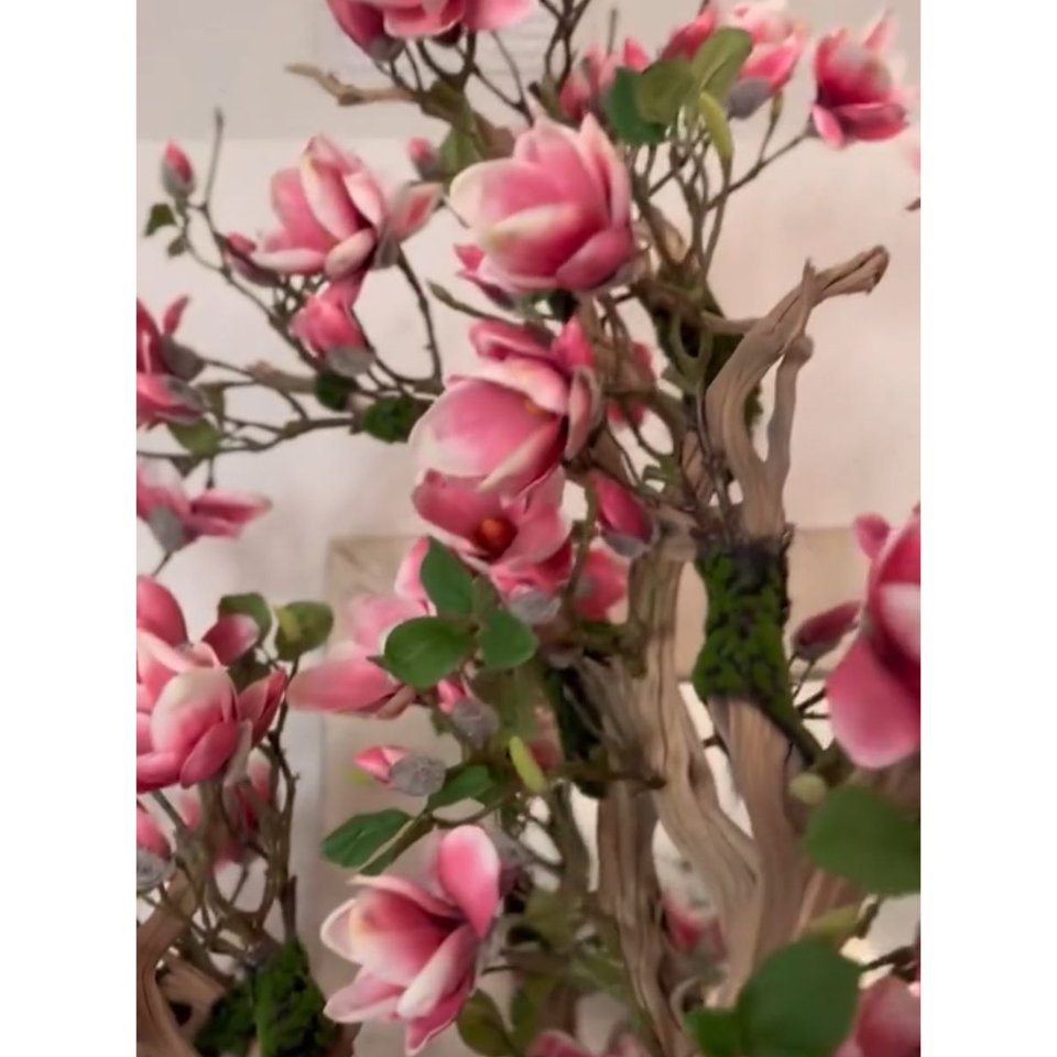 Rosa Magnolienbaum im St. Tropez-Pflanzgefäß in strahlendem Weiß – Neuerscheinung
