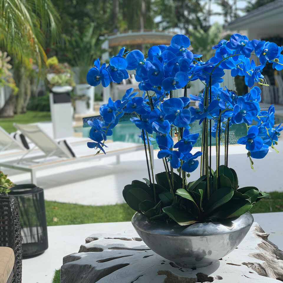 Avenue-Dekoschale mit blauen Phalaenopsis-Orchideen