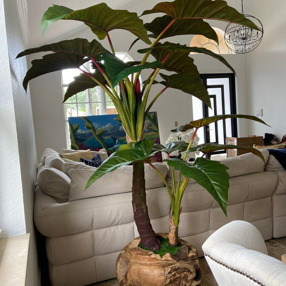 Große Dekoschale aus Teakholz mit Alocasia-Pflanze