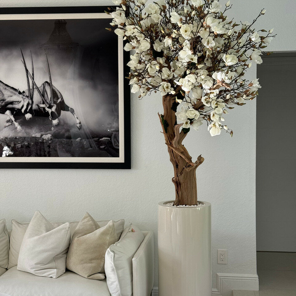 Weißer Magnolienbaum im glänzenden St. Tropez Beige Pflanzgefäß