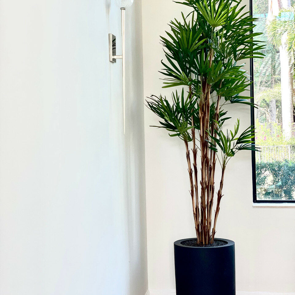 Palme im XL-Pflanzgefäß (schwarz)