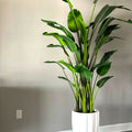 Paradiesvogelblume (2,7 m)